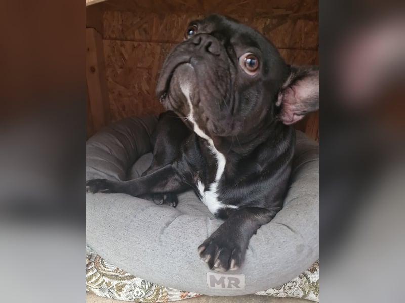 Reinrassiger Französische Bulldogge Rüde