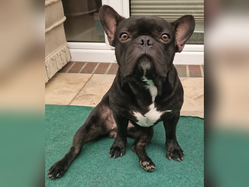 Reinrassiger Französische Bulldogge Rüde