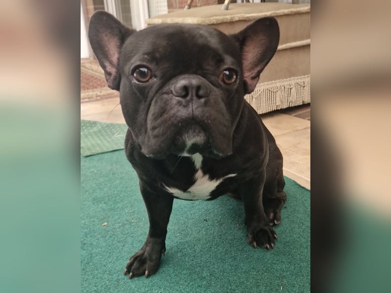Reinrassiger Französische Bulldogge Rüde