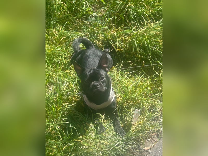 Französische Bulldogge mischling