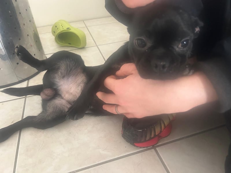 Französische Bulldogge mischling