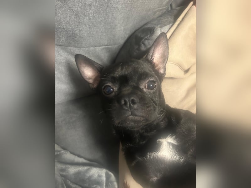 Französische Bulldogge mischling
