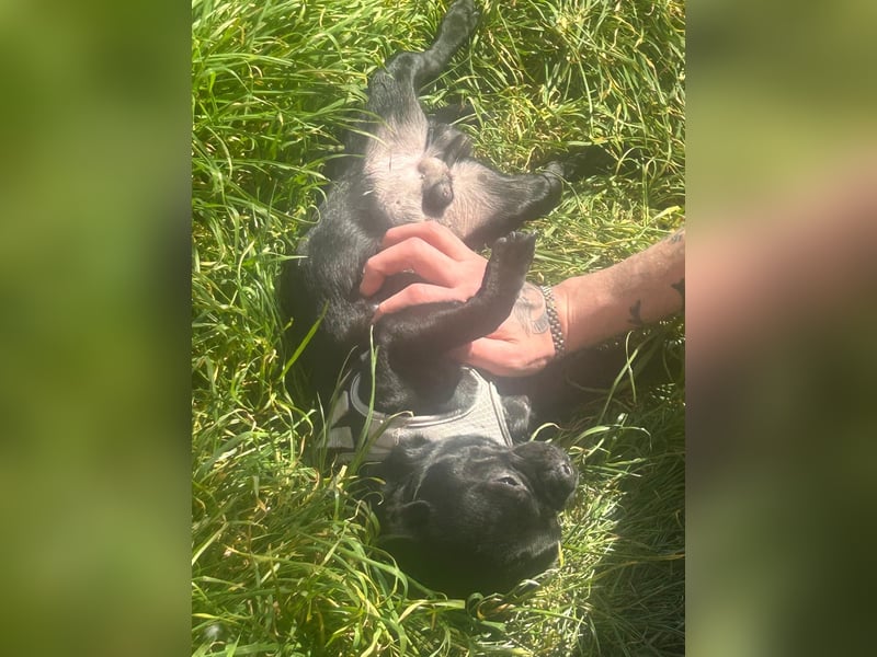 Französische Bulldogge mischling