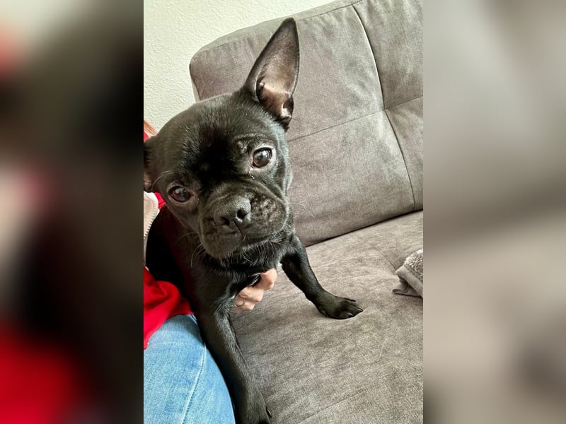 Französische Bulldogge mischling