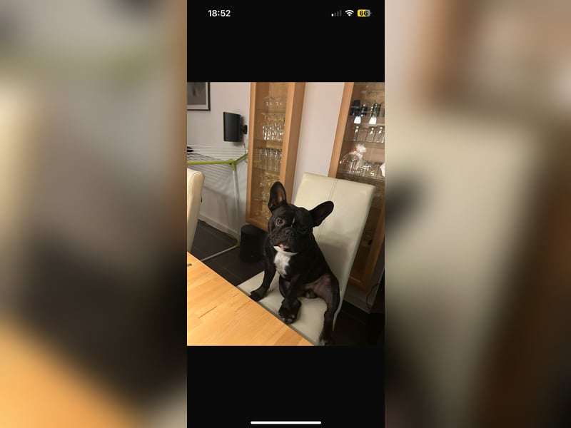 Dino sucht ein liebevolles Zuhause