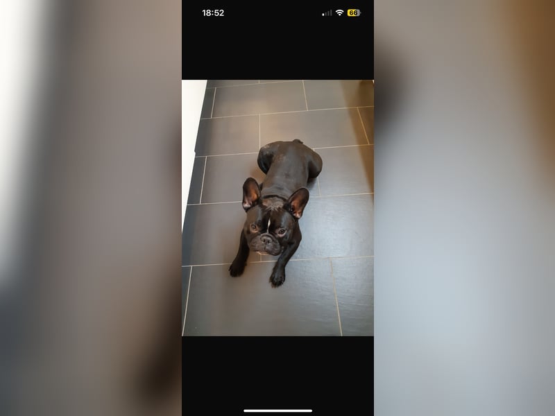 Dino sucht ein liebevolles Zuhause