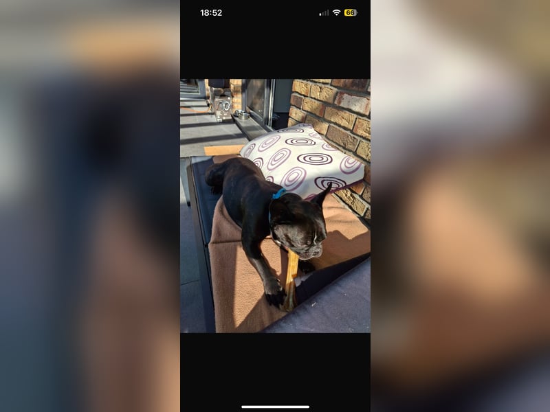 Dino sucht ein liebevolles Zuhause