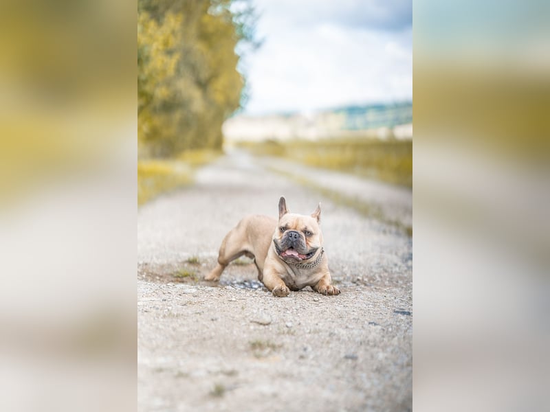 Französische Bulldogge rüde