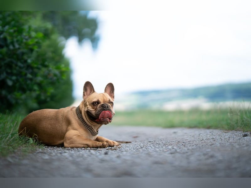 Französische Bulldogge rüde