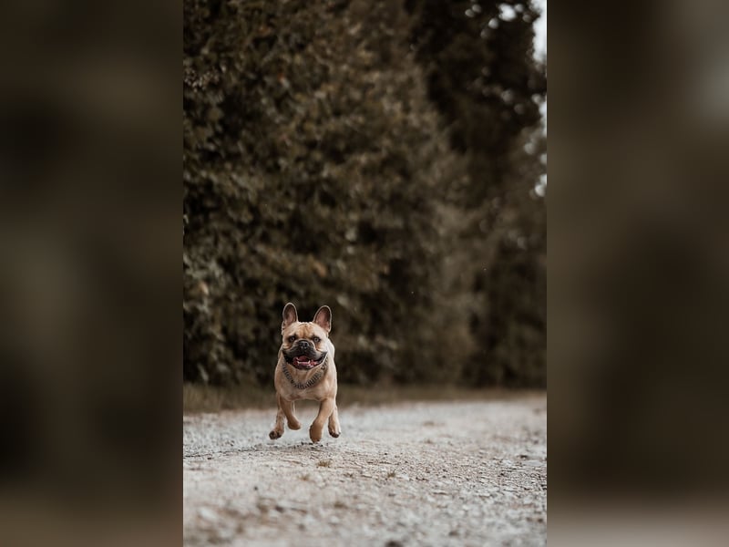 Französische Bulldogge rüde