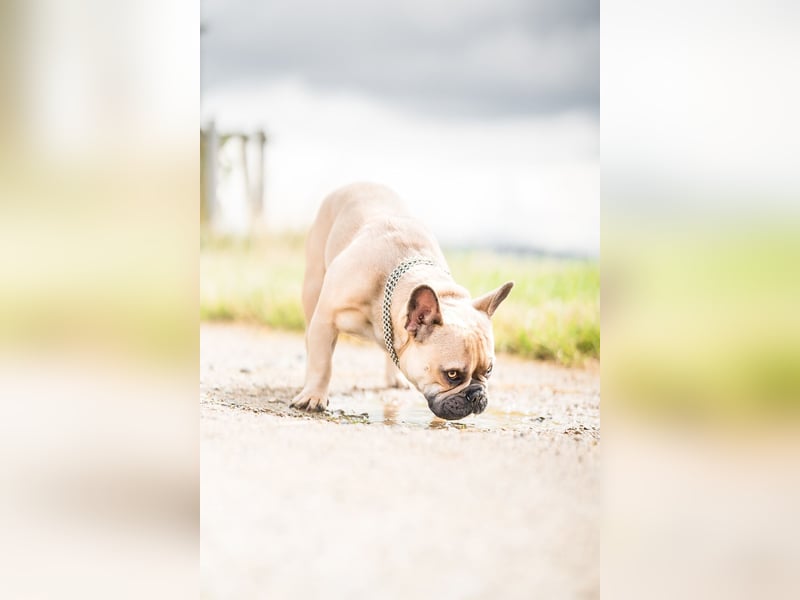 Französische Bulldogge rüde