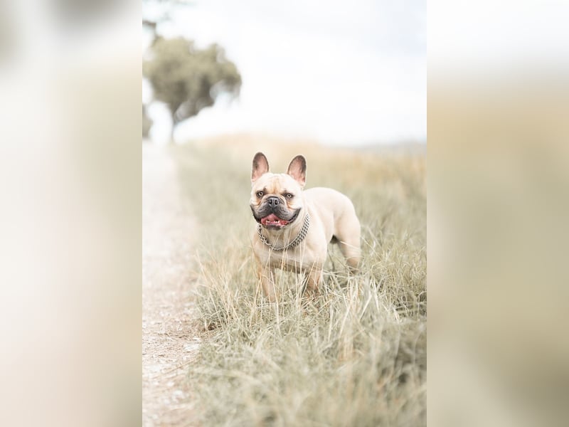 Französische Bulldogge rüde