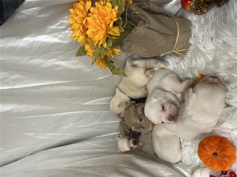Französische Bulldoggen Welpen