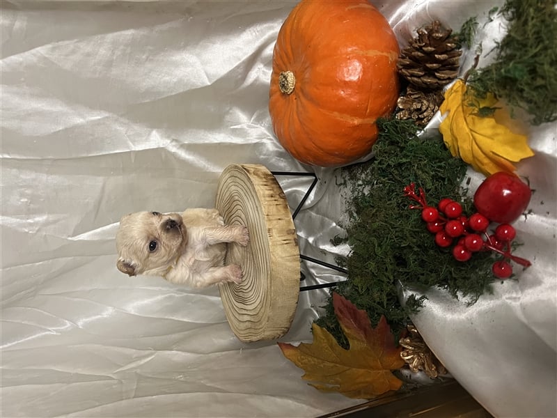Französische Bulldoggen Welpen