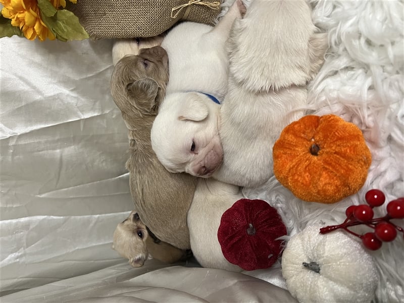 Französische Bulldoggen Welpen
