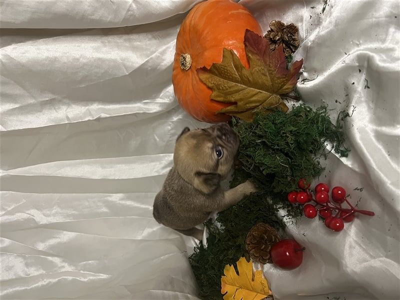 Französische Bulldoggen Welpen