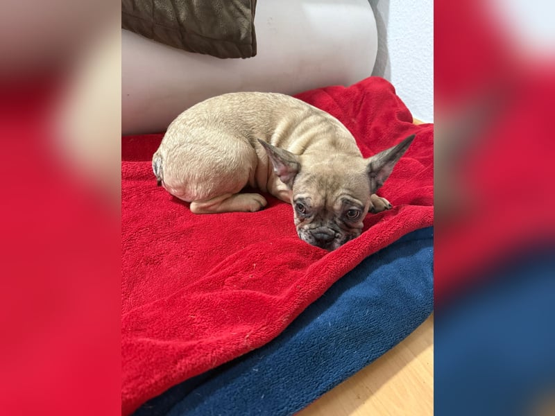Französische Bulldogge sucht ein schönes Zuhause