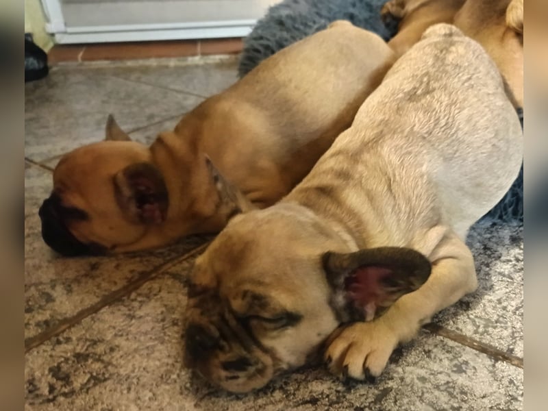 Französische Bulldogge sucht ein schönes Zuhause