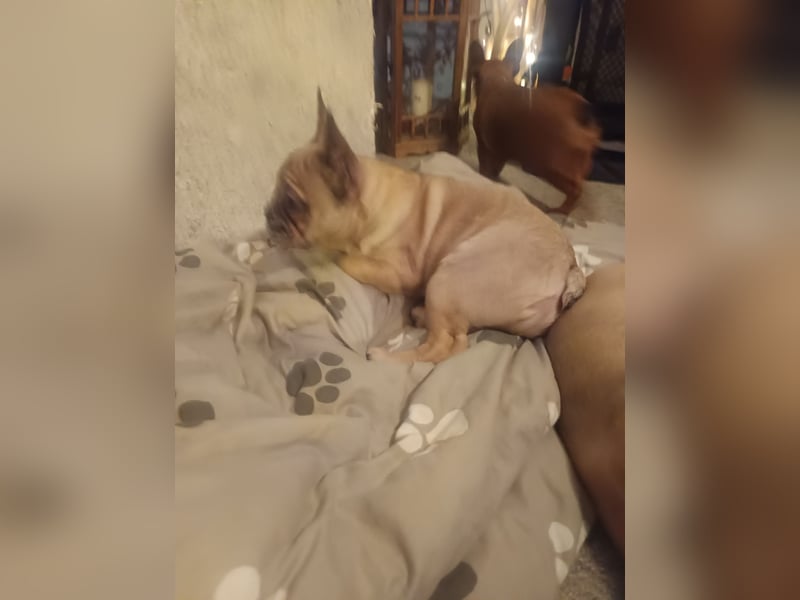 Französische Bulldogge sucht ein schönes Zuhause