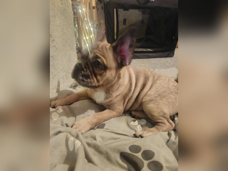 Französische Bulldogge sucht ein schönes Zuhause