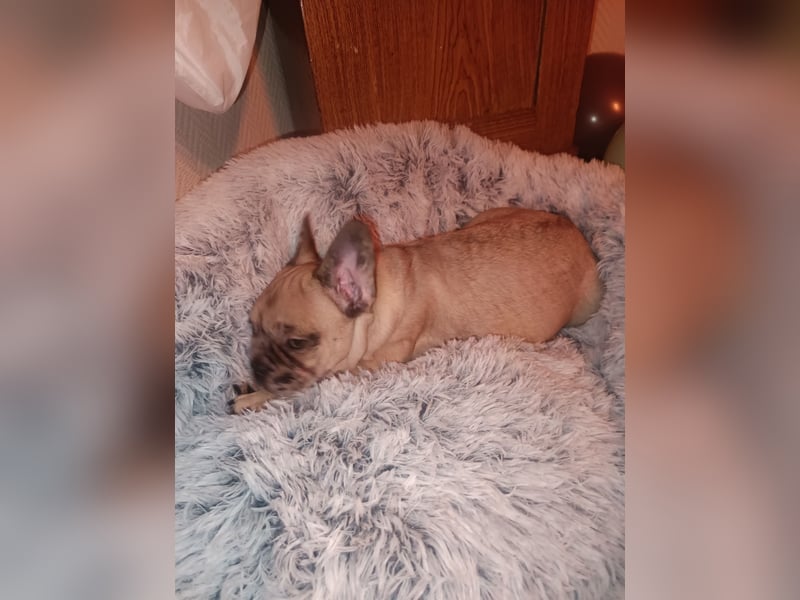 Französische Bulldogge sucht ein schönes Zuhause