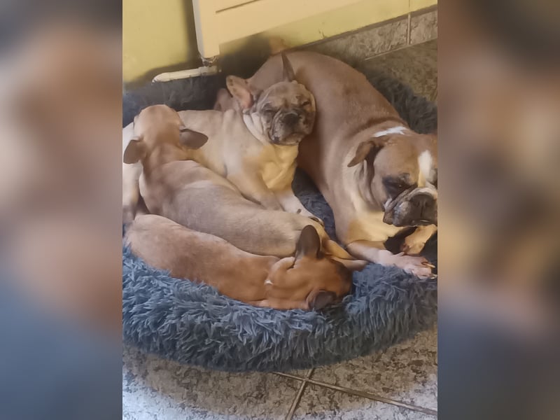 Französische Bulldogge sucht ein schönes Zuhause