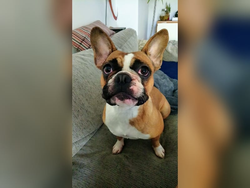 Französische Bulldogge sucht ein schönes Zuhause
