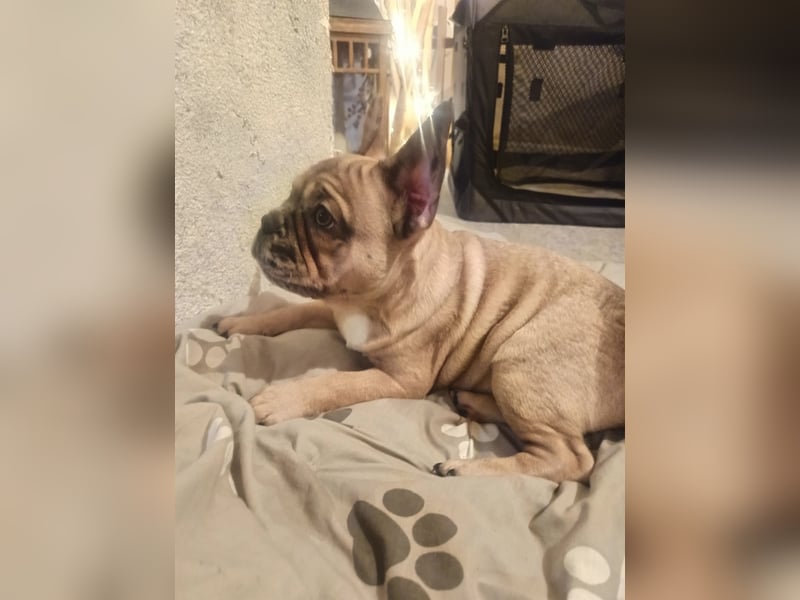 Französische Bulldogge sucht ein schönes Zuhause
