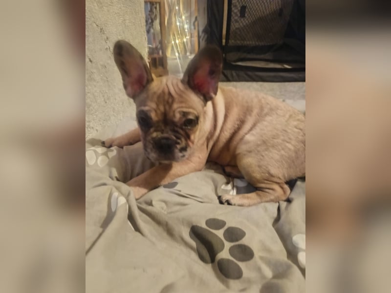 Französische Bulldogge sucht ein schönes Zuhause