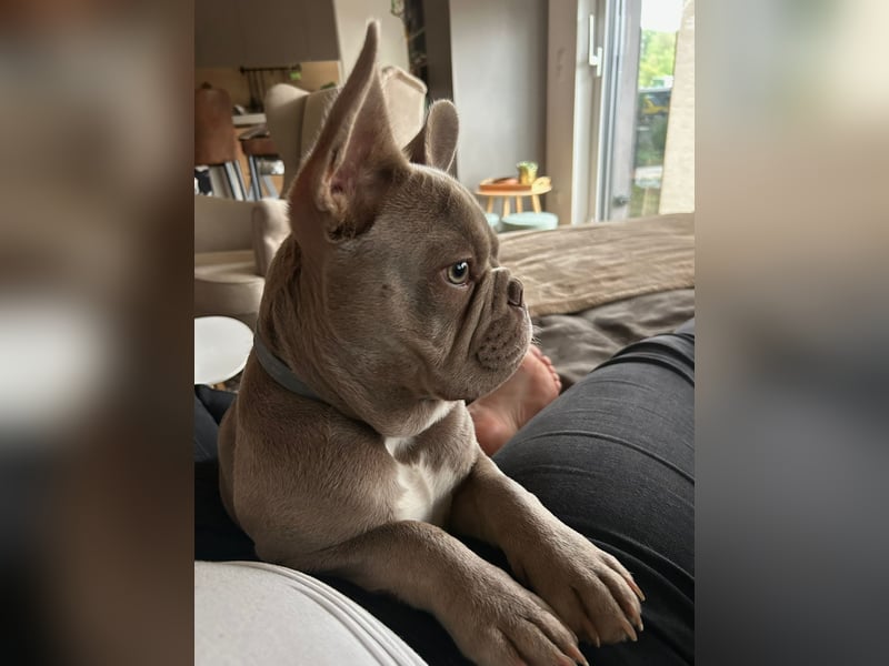 Reinrassige französische Bulldogge Carlo