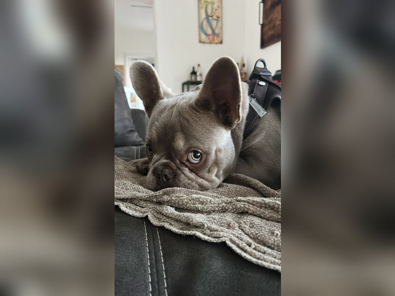 Reinrassige französische Bulldogge Carlo