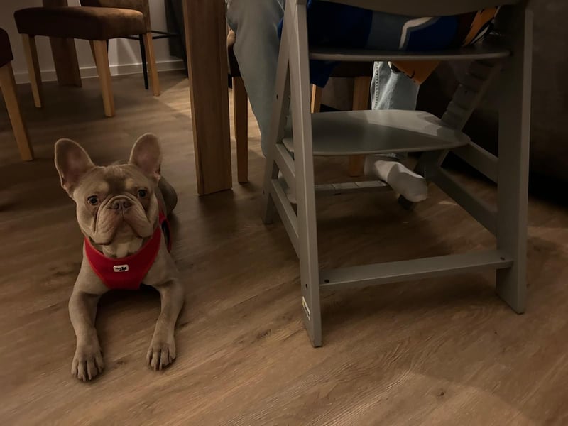 Reinrassige französische Bulldogge Carlo