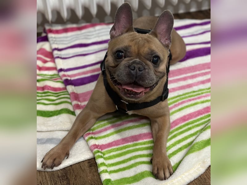 Bentley Reinrassige Französische Bulldogge Rüde