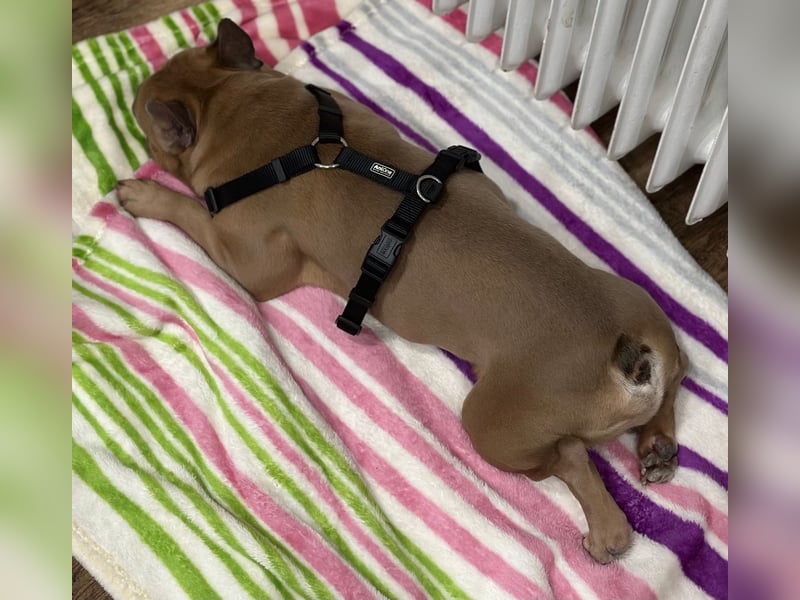 Bentley Reinrassige Französische Bulldogge Rüde