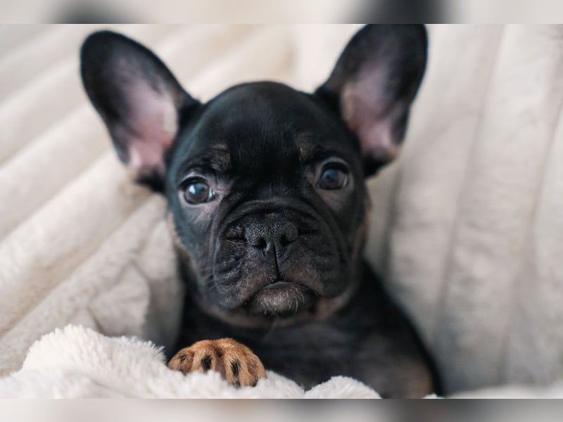 Wunderschönen Französische Bulldoggen Welpen Ankündigung!