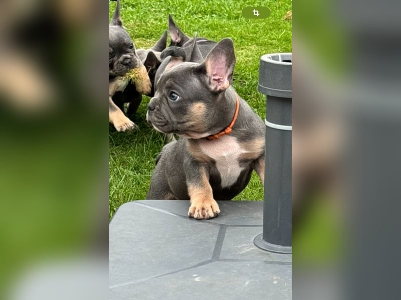 Wunderschönen Französische Bulldoggen Welpen Ankündigung!