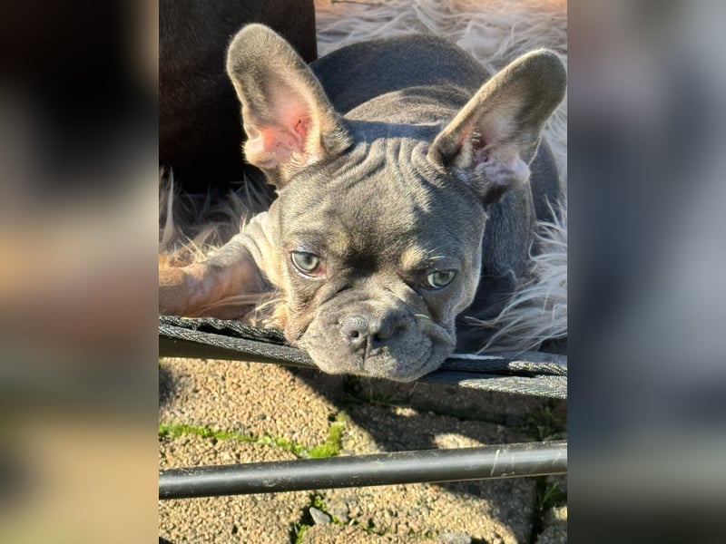 Wunderschönen Französische Bulldoggen Welpen Ankündigung!