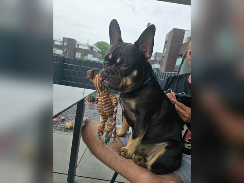 Wunderschönen Französische Bulldoggen Welpen Ankündigung!