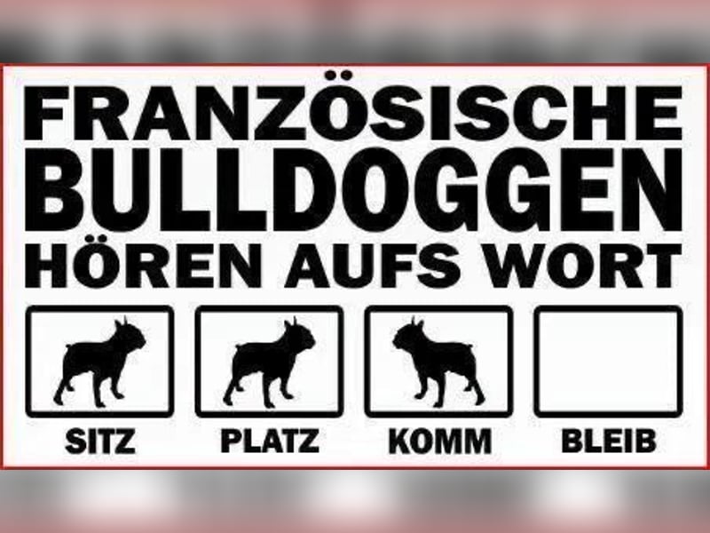 Wunderschönen Französische Bulldoggen Welpen Ankündigung!