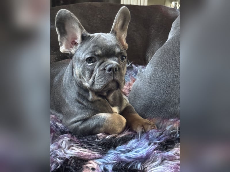 Wunderschönen Französische Bulldoggen Welpen Ankündigung!