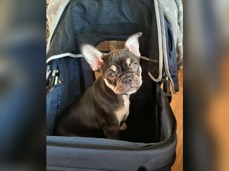 Wunderschönen Französische Bulldoggen Welpen Ankündigung!
