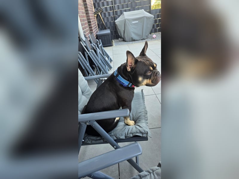 Wunderschönen Französische Bulldoggen Welpen Ankündigung!