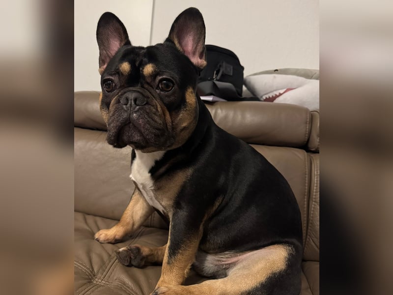 Wunderschönen Französische Bulldoggen Welpen Ankündigung!
