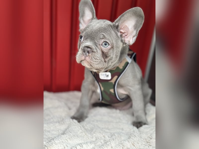 Wunderschönen Französische Bulldoggen Welpen Ankündigung!