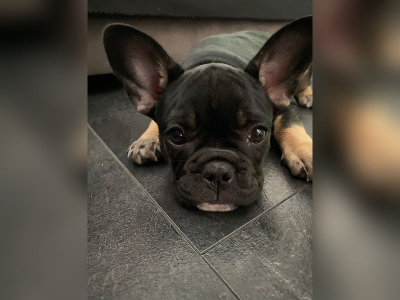 Wunderschönen Französische Bulldoggen Welpen Ankündigung!