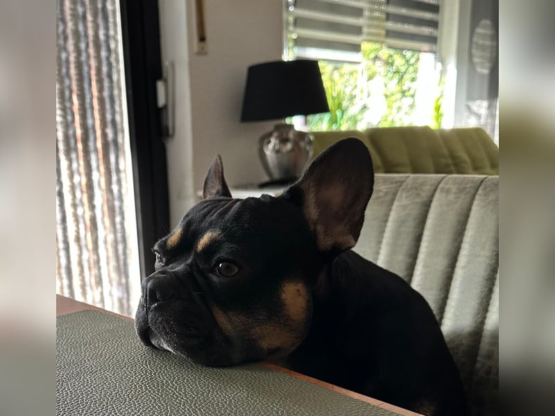 Wunderschönen Französische Bulldoggen Welpen Ankündigung!