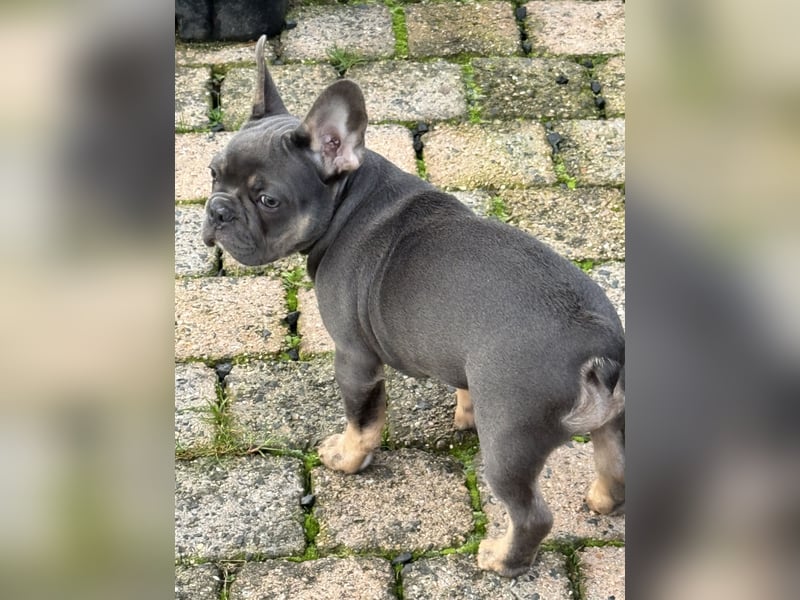 Wunderschönen Französische Bulldoggen Welpen Ankündigung!