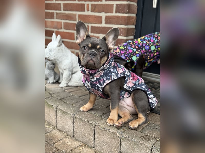 Wunderschönen Französische Bulldoggen Welpen Ankündigung!