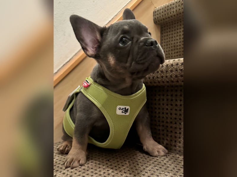 Wunderschönen Französische Bulldoggen Welpen Ankündigung!