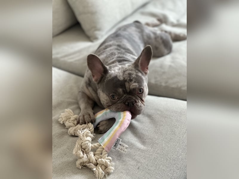 Französische Bulldogge Cookie